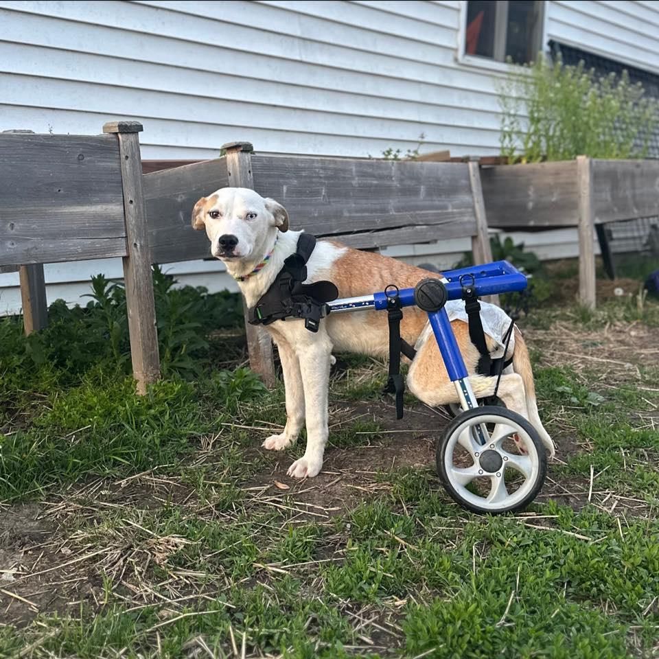 Lt Dan is a Pit Bull Terrier and Husky dog, available for adoption in Terre Haute, IN.