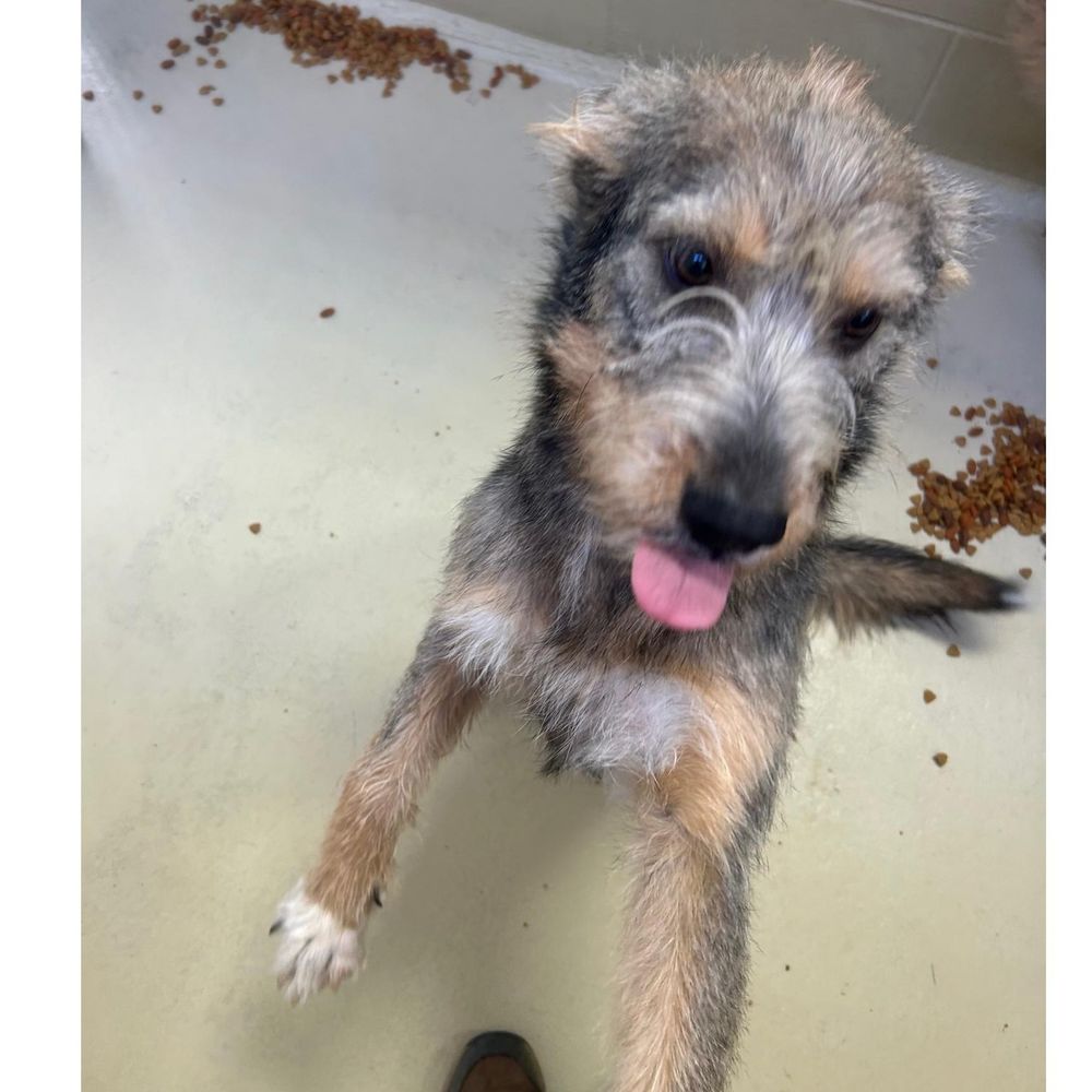 Fern is a Terrier mix dog, available for adoption in Clarksville, VA.