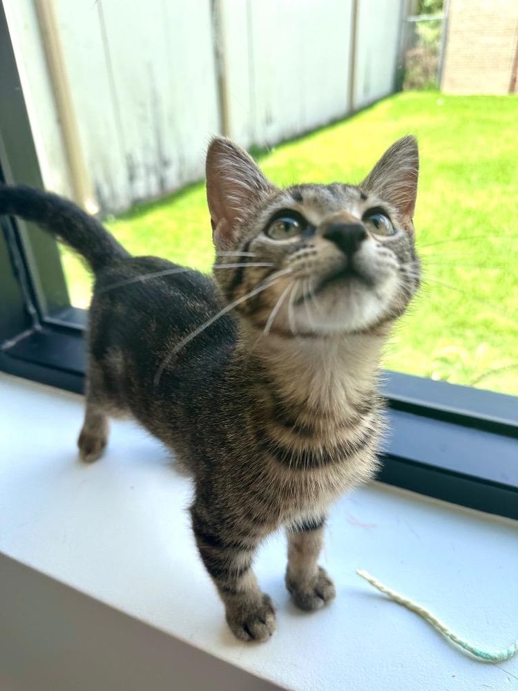 Beans is a Domestic Short Hair mix cat, available for adoption in New Orleans, LA.