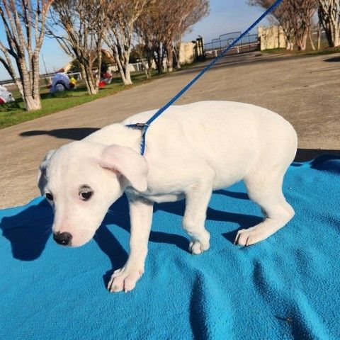 Snow Flake FJ is a Labrador Retriever and Mixed Breed dog, available for adoption in Seattle, WA.