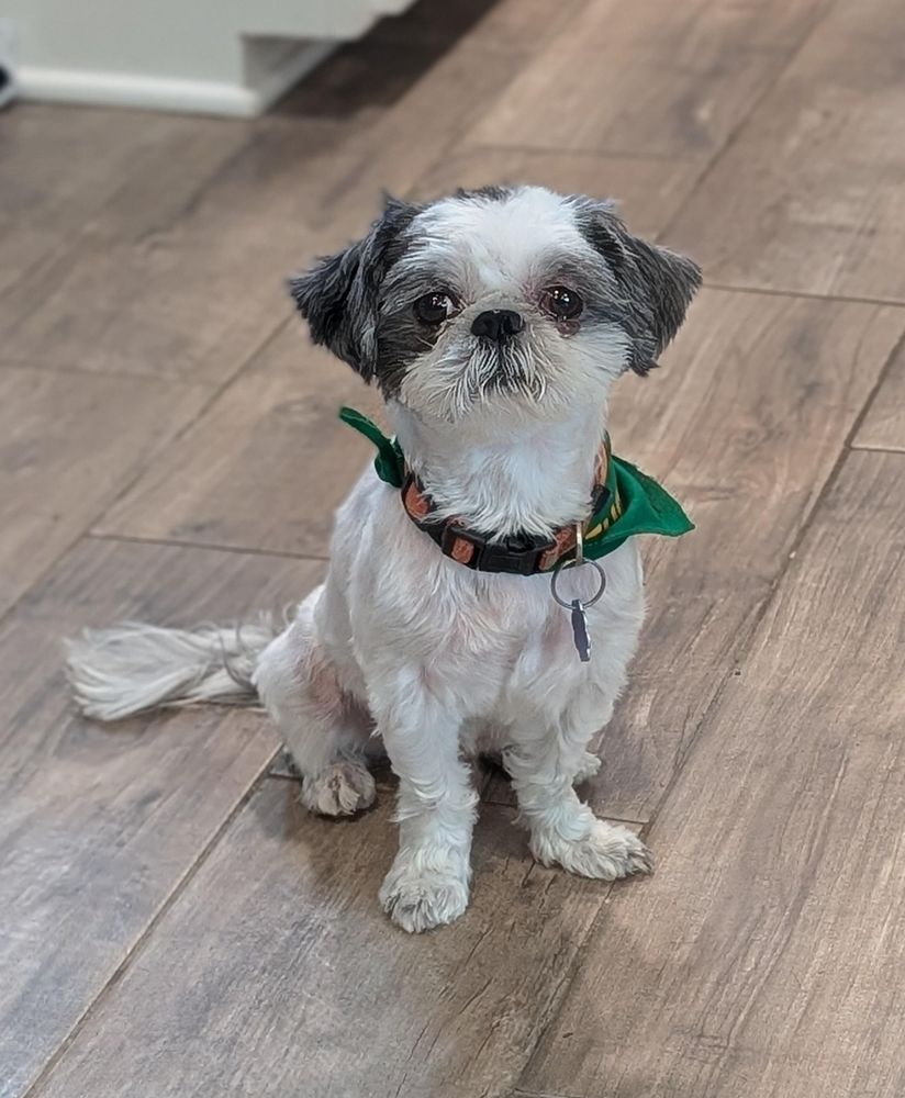 Tucker is a Shih Tzu dog, available for adoption in Baton Rouge, LA.