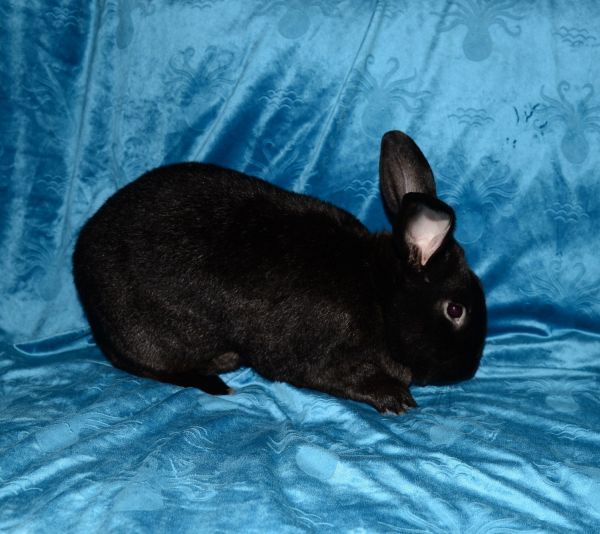 Francis is a New Zealand rabbit, available for adoption in Chesterfield, MO.