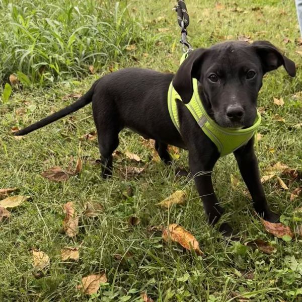 Huey is a Plott Hound and Pit Bull Terrier dog, available for adoption in Harrisonburg, VA.