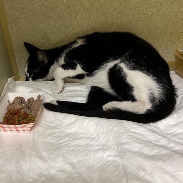 Sherman is a Domestic Short Hair cat, available for adoption in Los Angeles, CA.