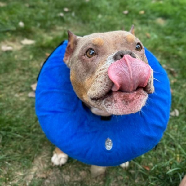 Sassy is a English Bulldog available for adoption in Muskegon, MI.