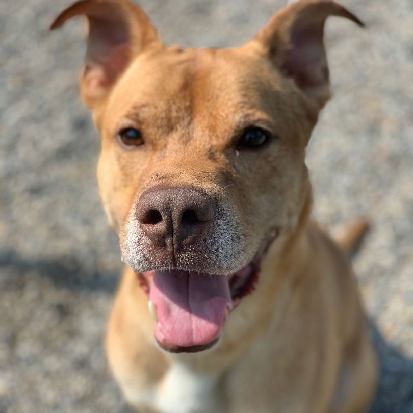 Wilson is a German Shepherd Dog and Pit Bull Terrier available for adoption in Willimantic, CT.