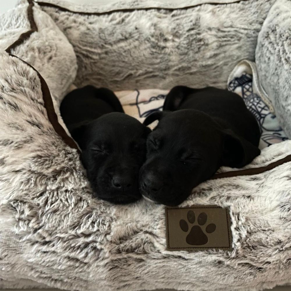 Gloomy is a American Bully dog, available for adoption in Miami, FL.