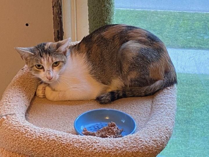 Momma Stubby is a Domestic Short Hair cat, available for adoption in Mokena, IL.