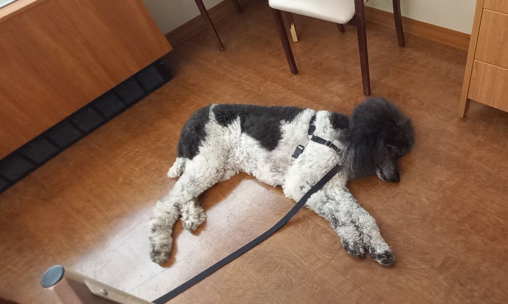 The same dog shagged out on the floor, bored with us girls talking too much