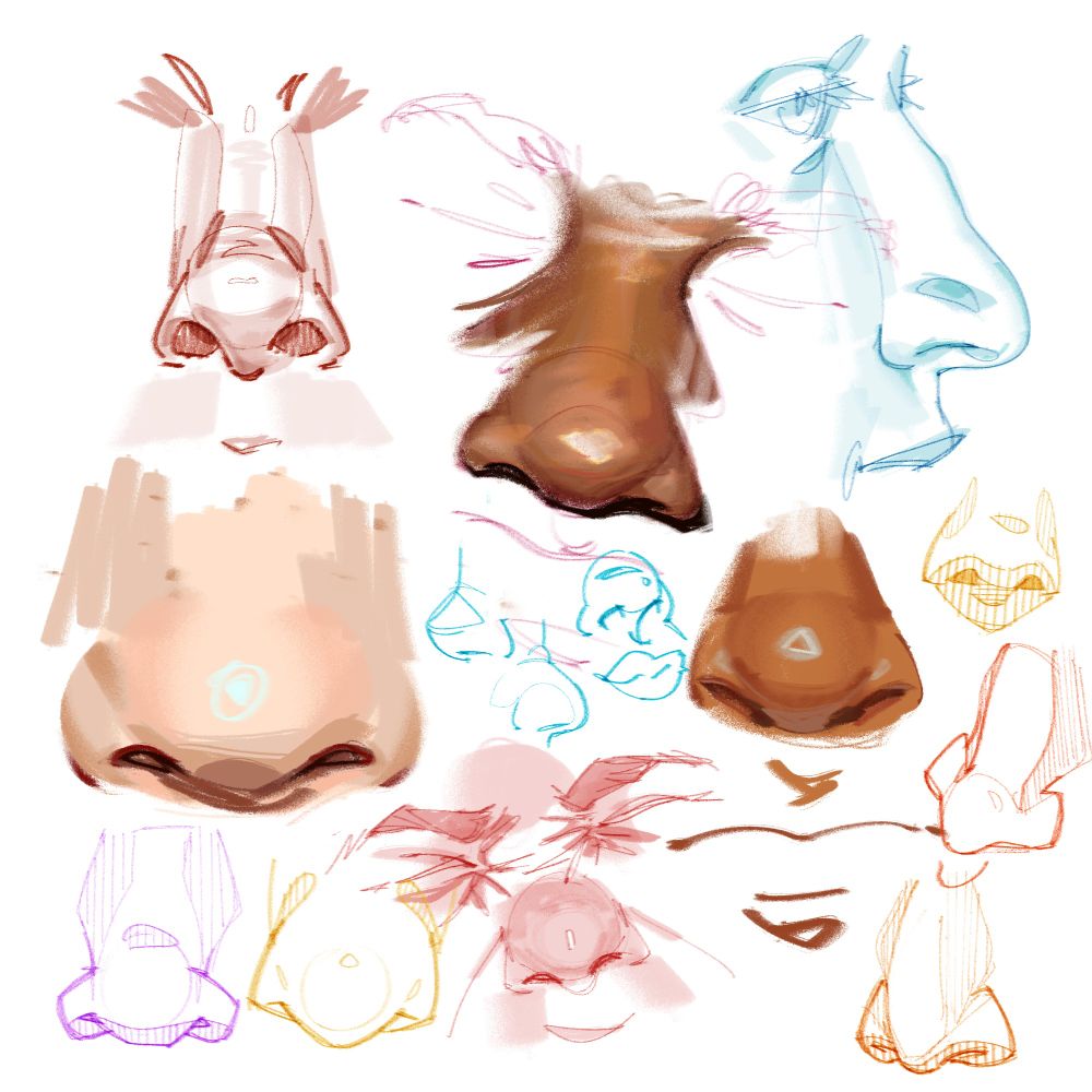 schnose assortment