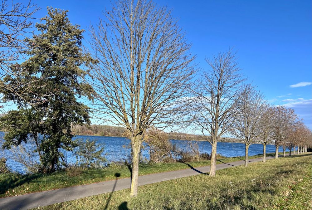 Bäume und Weg entlang der Donau 