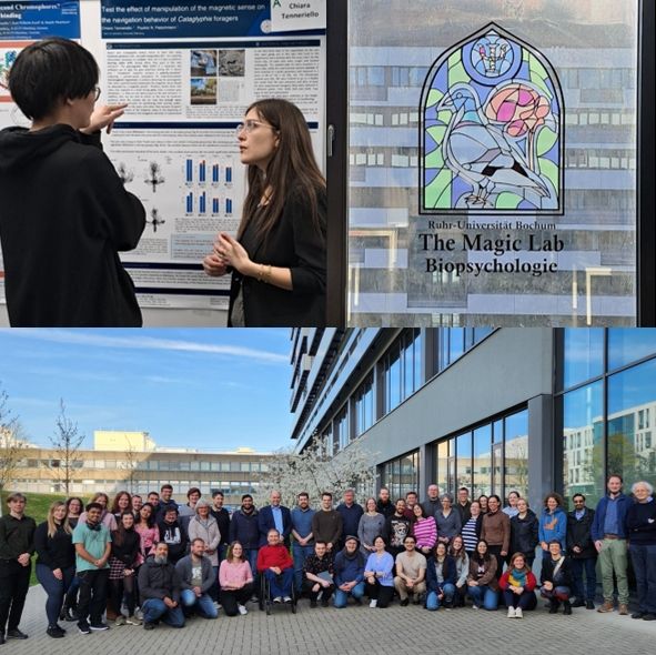 Impressions of the sfb meeting: poster session, lab logo of "the magic lab" and group photo
