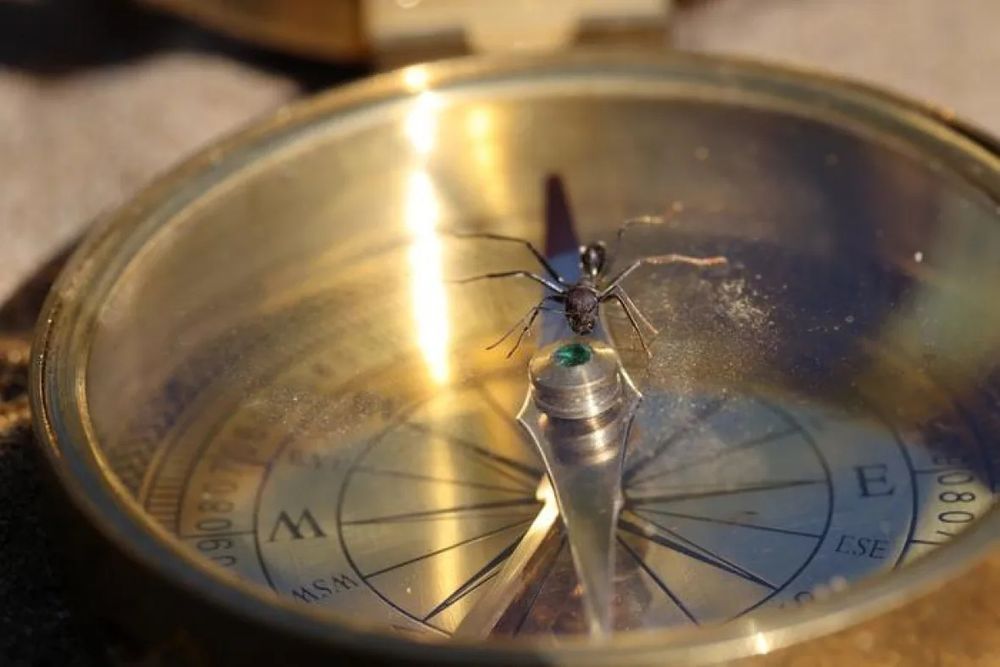 Ant on a compass (Photo by Robin Grob)