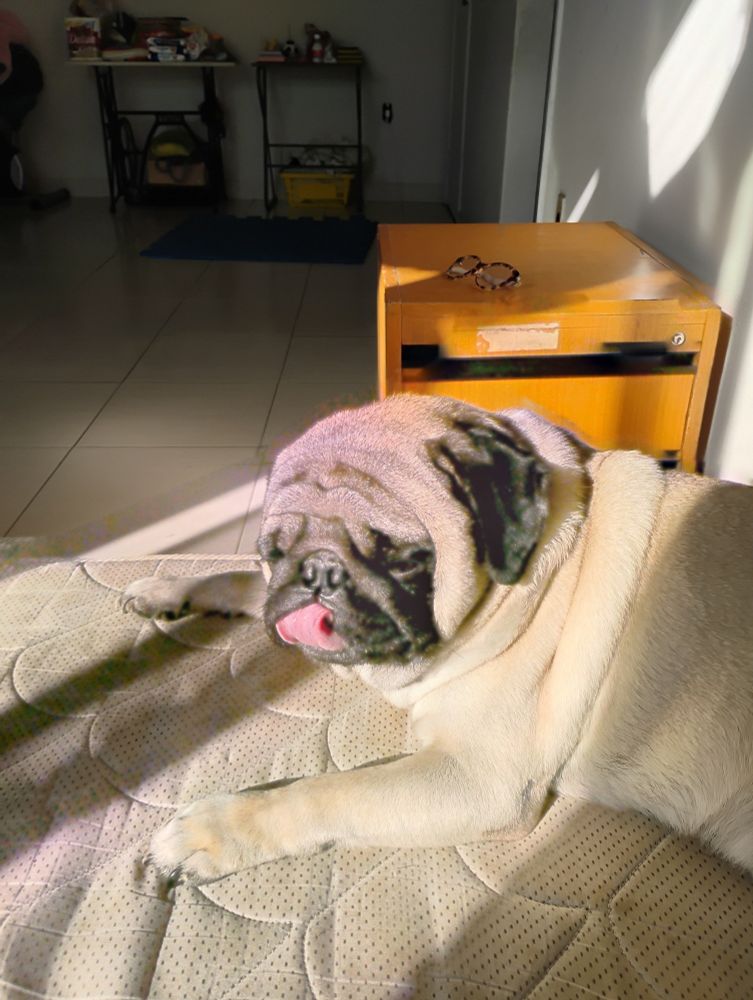 Foto de um cachorro descansando em uma cama, tomando solzinho de manhã!