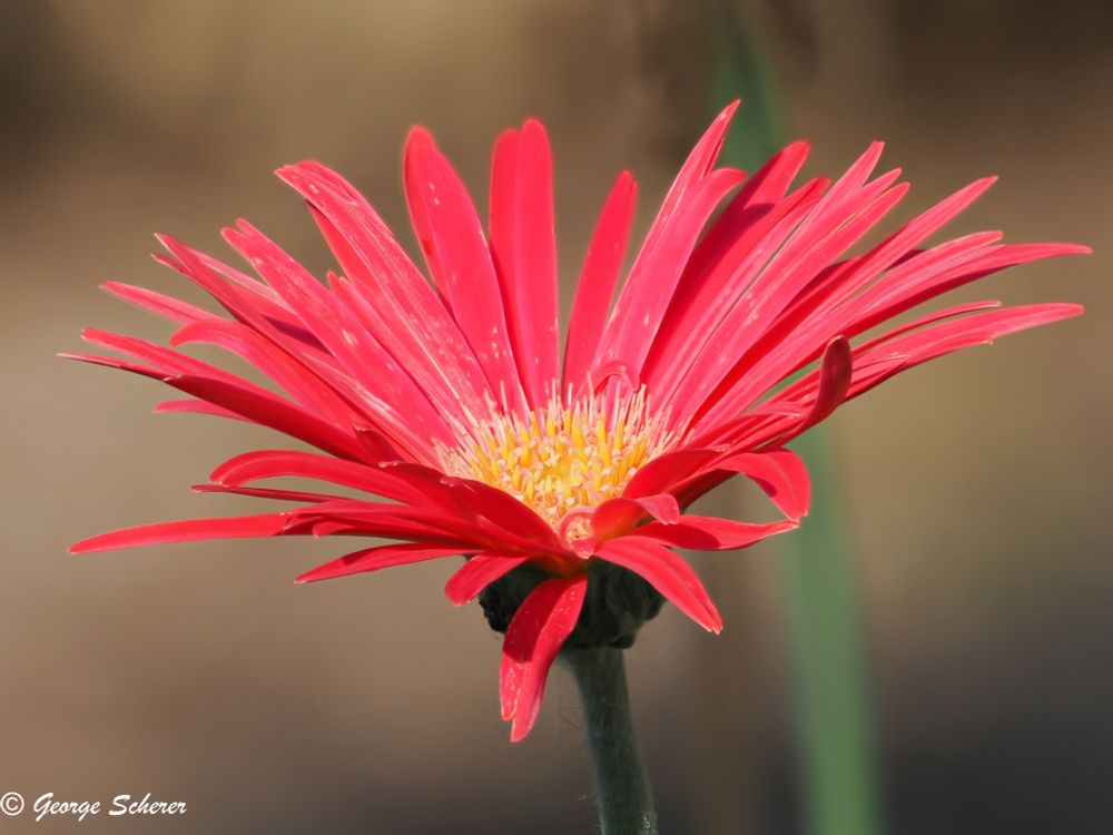 Close-up of a Barberton Daisy, with many slender bright red petals surrounding a yellow center, on a green stalk, against an out of focus tan background.