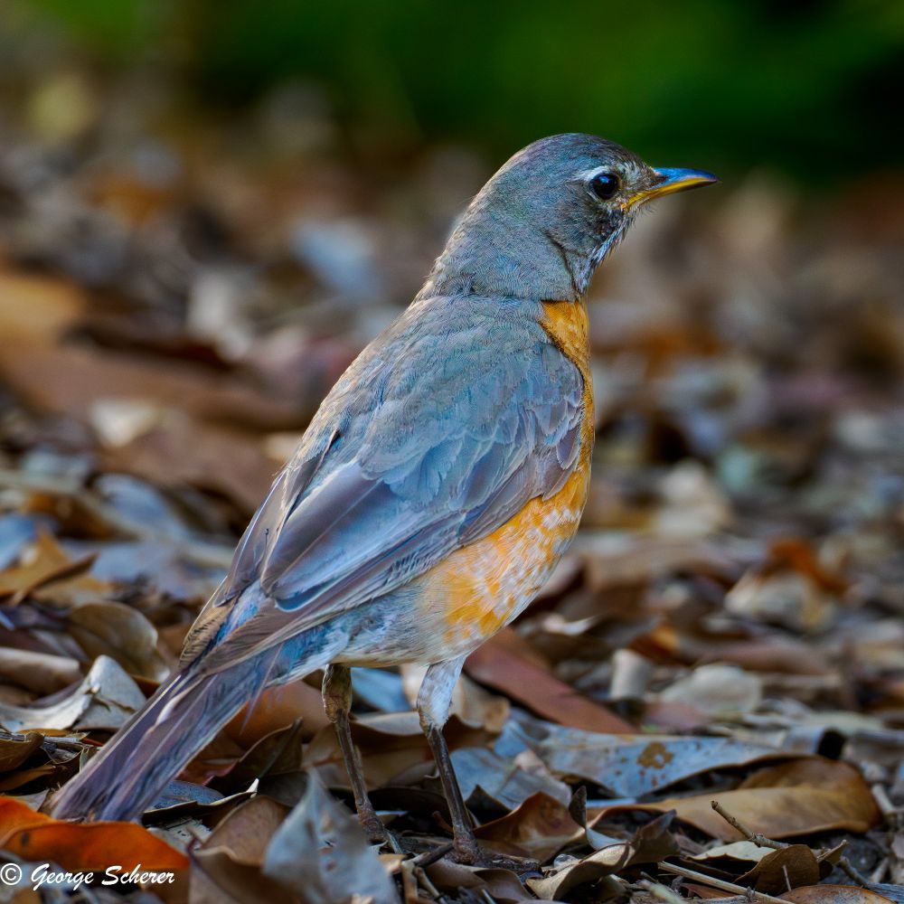 Close-up of an American Robin, with an gray wings and a reddish orange breast, facing to the right, standing on a background of out of focus leaf litter.