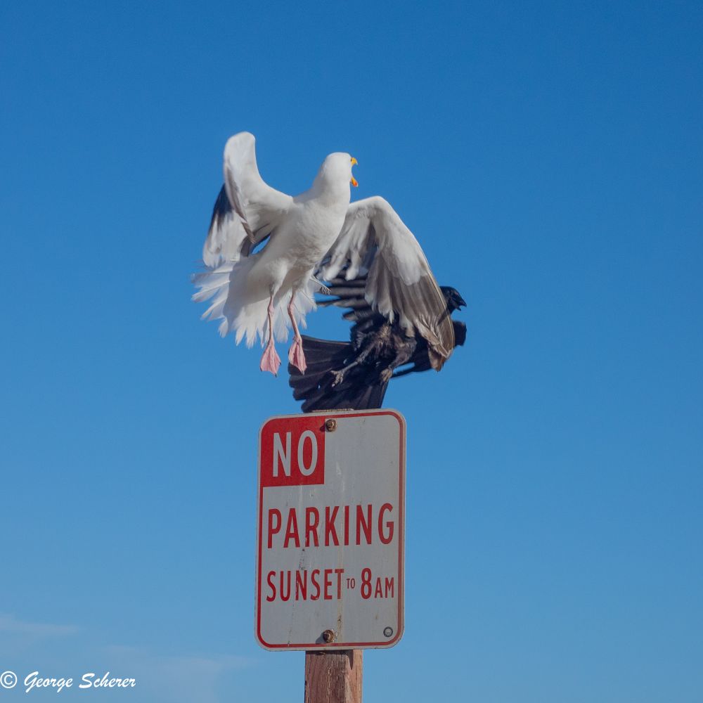 A white seagull is chasing a black crow away from its perch on top of a "No Parking" sign.  The background is a clear blue sky.