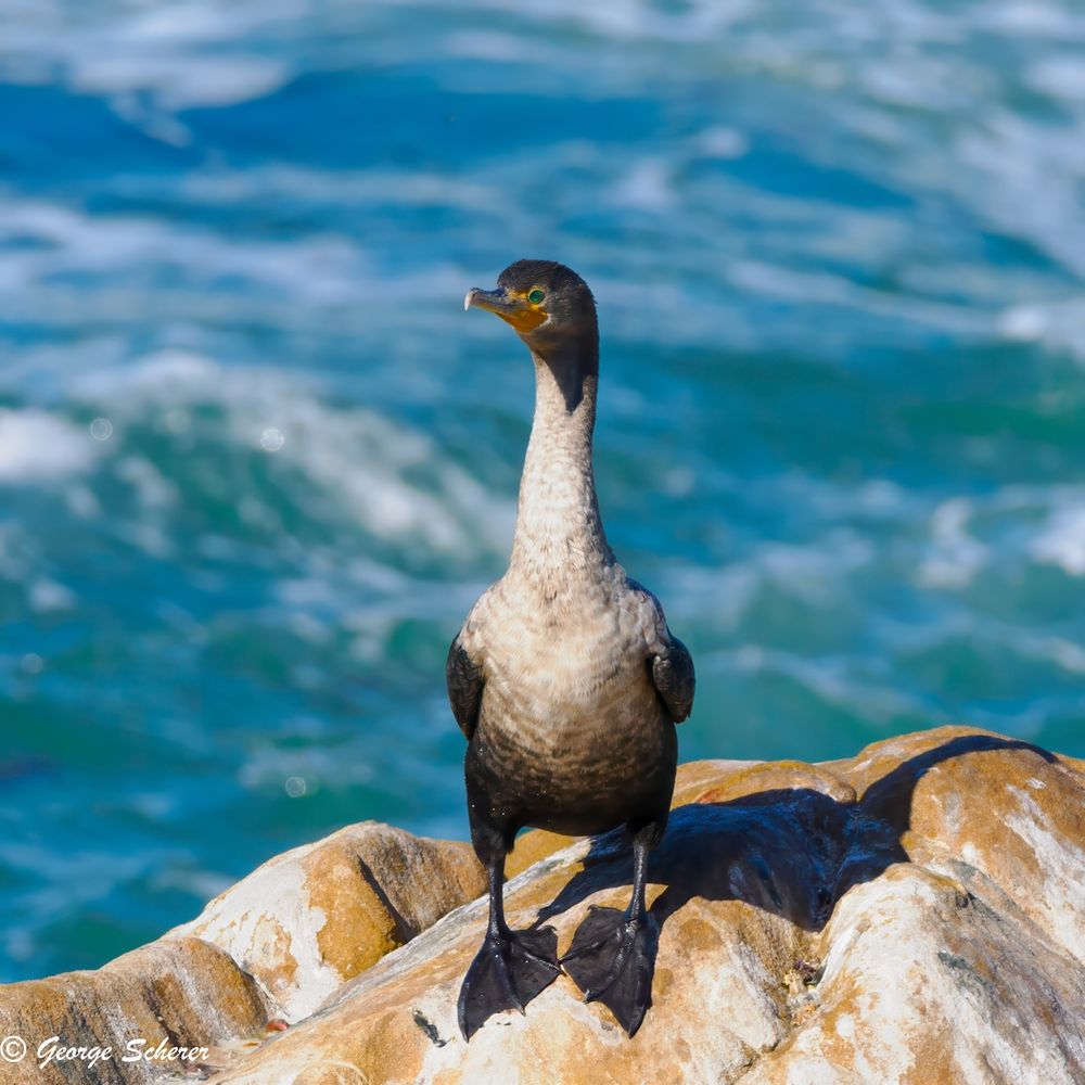 A double-crested cormorant is facing the camera, with a long white neck, and a brown belly and head.  It is standing on tan colored rocks with streaks of white.  The background is out of focus blue ocean.