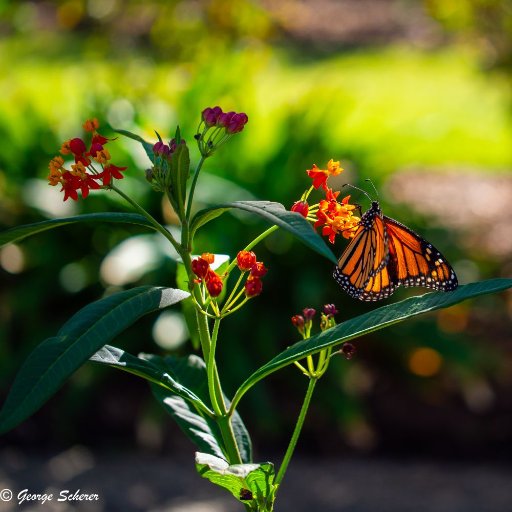 Photo of tiny red, orange and yellow flowers, with a bright orange monarch butterfly hanging off one bunch of blossoms