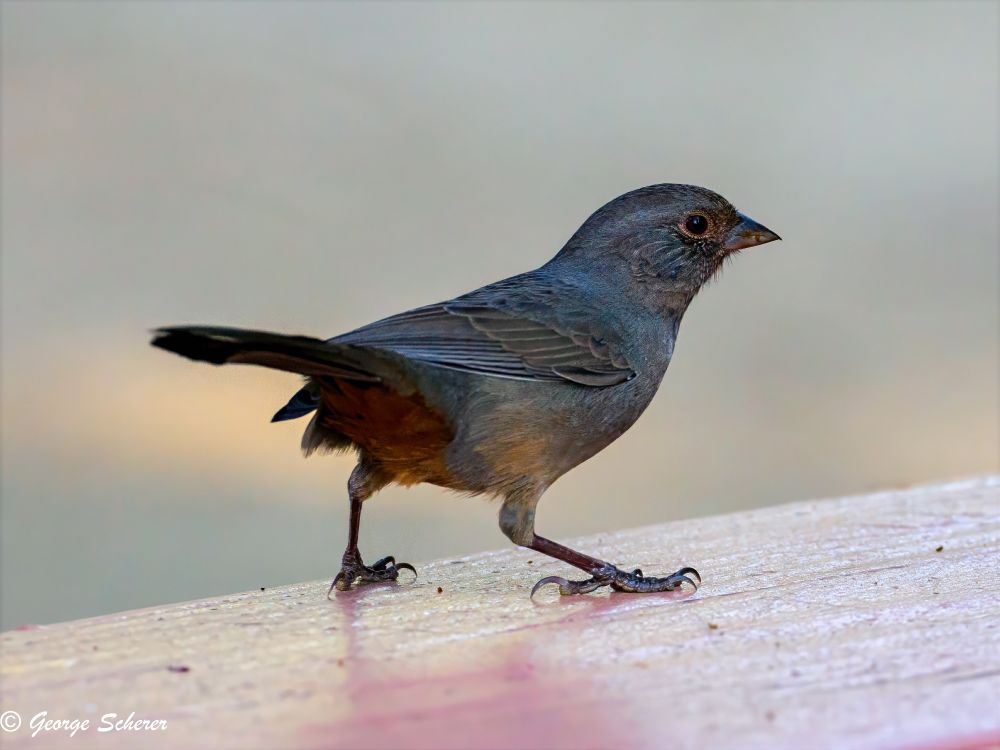 Close-up of a California towhee, on a wooden railing, facing to the right, against a light out of focus background.  