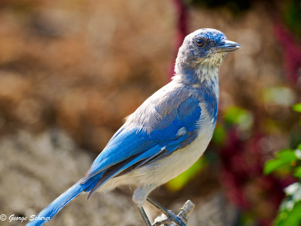 Close-up of a California Scrub Jay, with white belly, blue wings, and gray back, seen in profile facing to the right.  The bird is standing on the end of a barely visible branch.  The background is out of focus tan and green foliage.