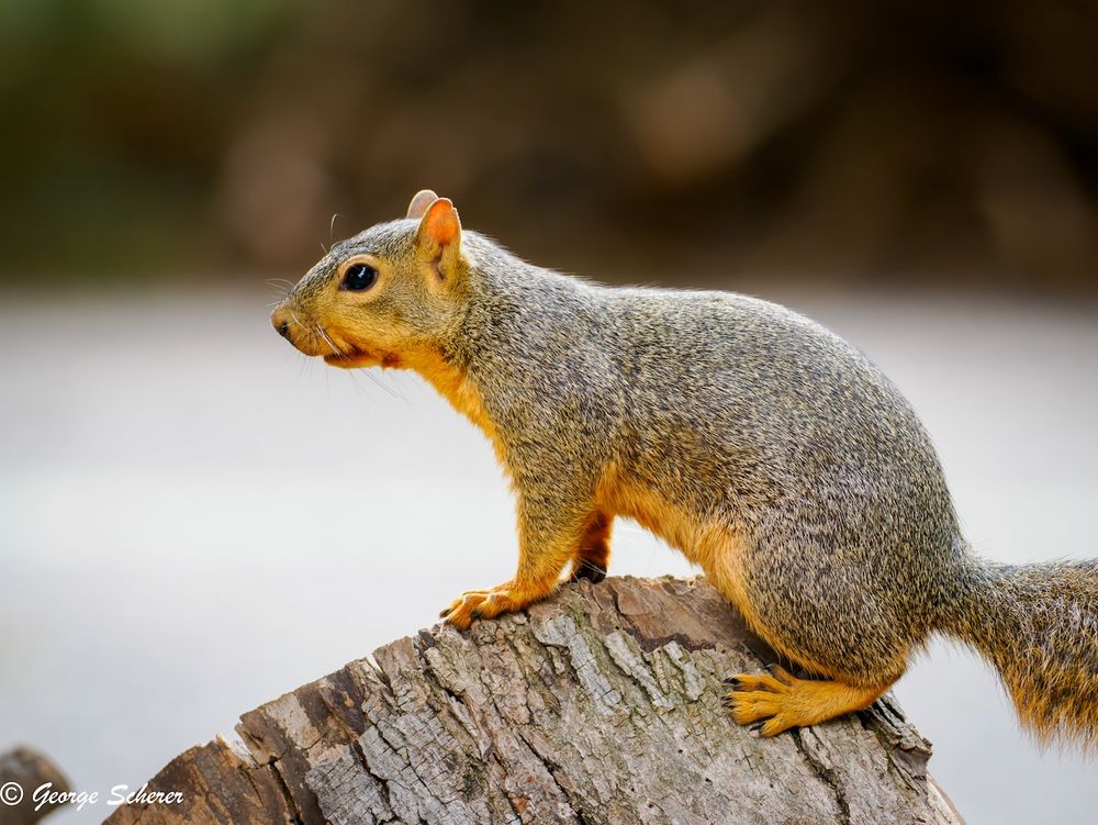 Fox squirrel, with mostly gray fur on its back and tan fur on its belly, facing to the left while standing on a log or stump, against an out of focus light colored background.
