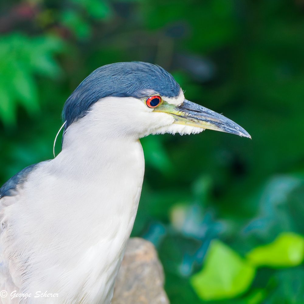 Profile view of the head, neck, and upper torso of a black-crowned night heron, with a feathers on top of its head, pure white feathers on its body, and a bright orange eye.  The background is out-of-focus green foliage.