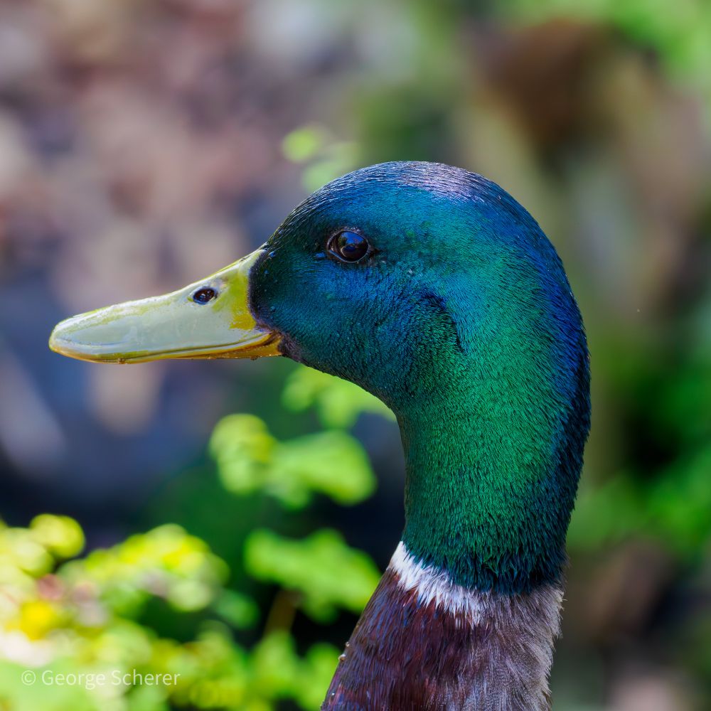 Close up of the head and neck of a male mallard duck, facing to the left, against a background of out of focus foliage.  The duck's bill is bright yellow, and the head is covered in iridescent green and blue feathers.