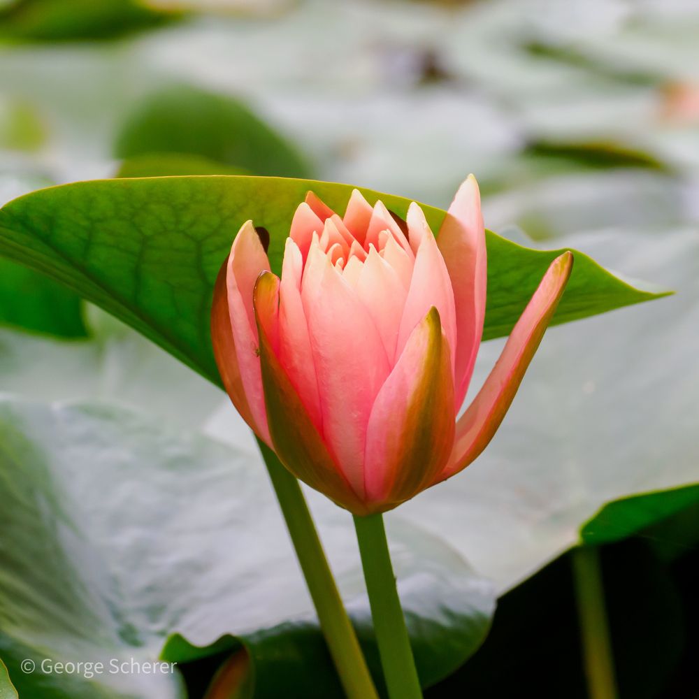 A partially open reddish pink  lotus flower, on a green stalk, against a background of large green leaves.
