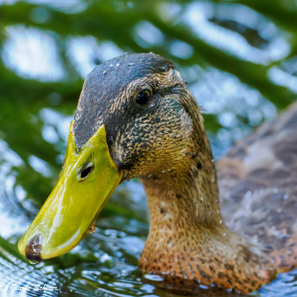 Close up of the head and neck of a female mallard duck, facing to the left.  The bird's feathers and bill are covered in water droplets, and the bird is swimming in clear water with green and white reflections.