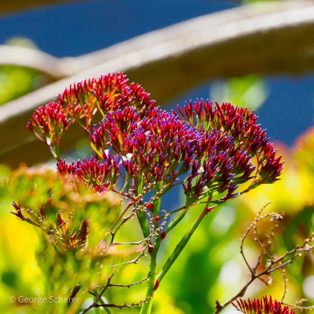 A bunch of tiny bright red flowers on thin green stems in front of an out of focus background of blue sky and green foliage.