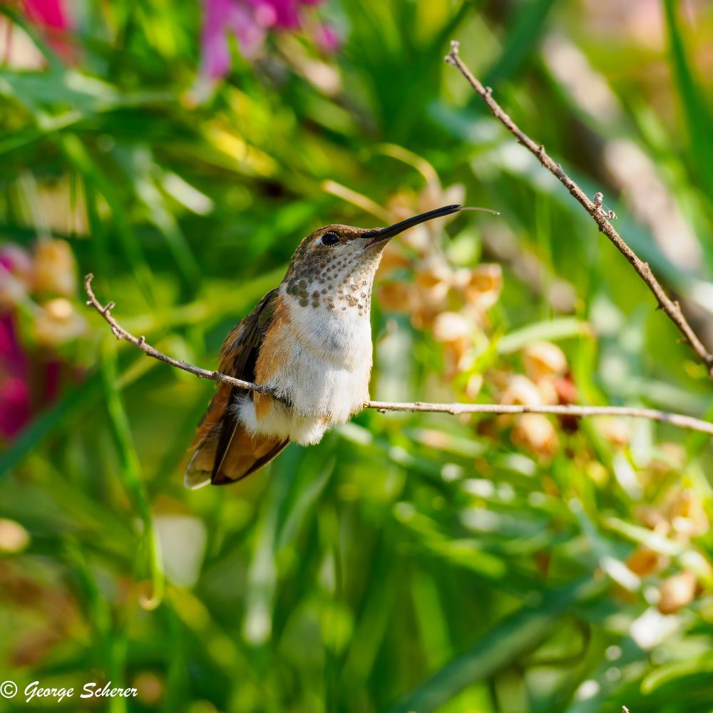 An Allen's hummingbird, sitting on a tiny twig, against a background of out of focus green, yellow, and red foliage.