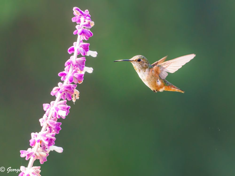 Allen's humming bird seen in profile facing to the left, flying up to a branch of Mexican bush sage covered in tiny pink flowers