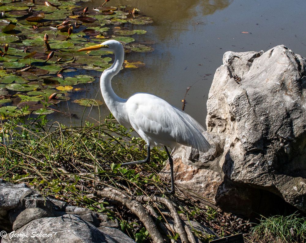 Great Egret, covered in white feathers, picking its way through the foliagee next to a pond covered in green lilypads.