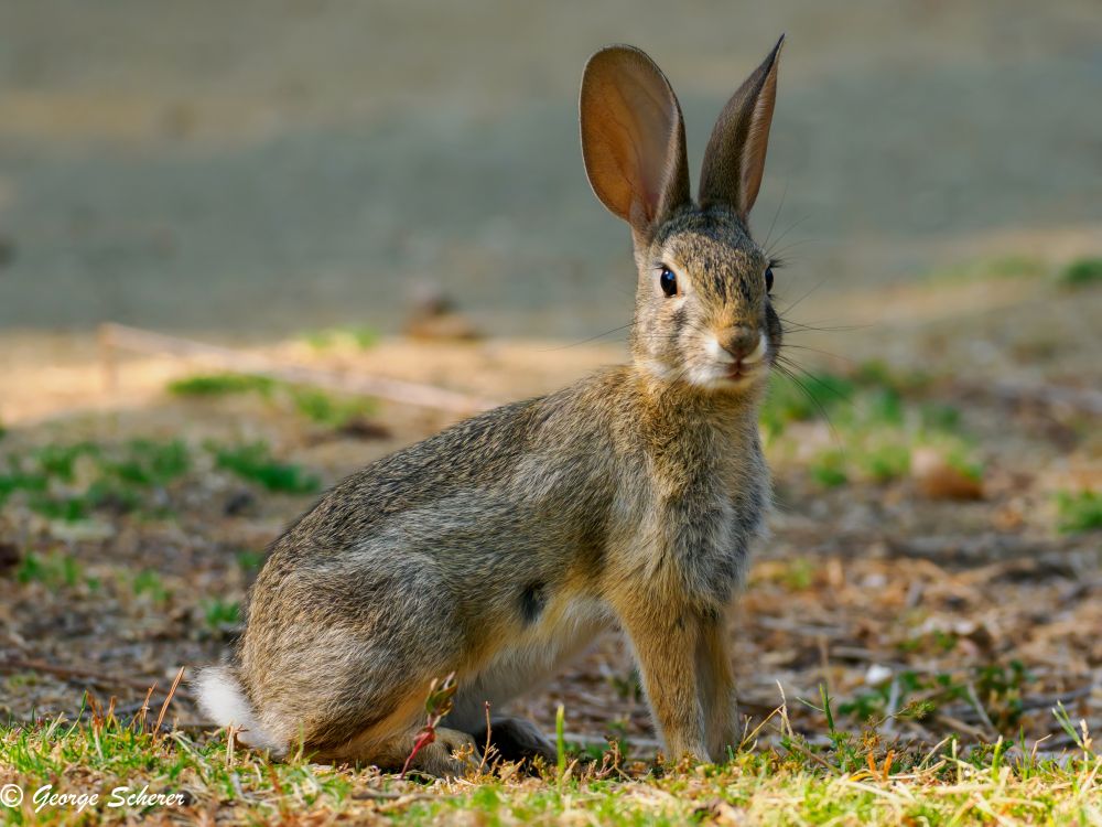 A mostly tan-colored desert cottontail rabbit, seen from the side, with its head turned towards the camera, and ears raised, is set against a background of out of focus green and brown short grass.