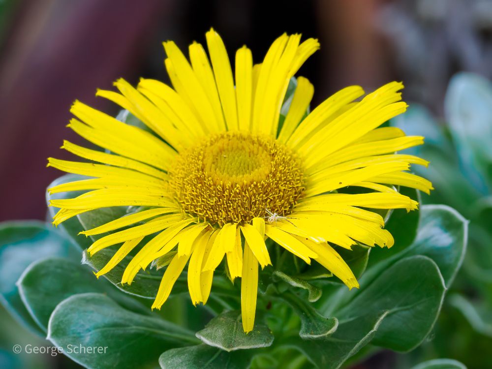 Close-up of a bright yellow daisy, on a background of green  leaves, with a tiny white spider crawling across the yellow petals.
