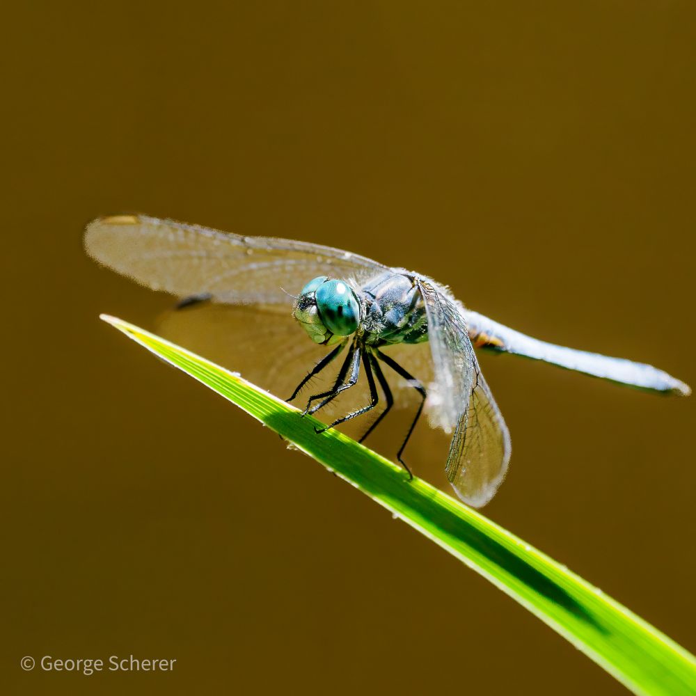 Close-up of a Blue Dasher dragonfly, with large bright blue compound eyes, a light blue body, and thin diaphanous wings, resting on a green blade of grass.