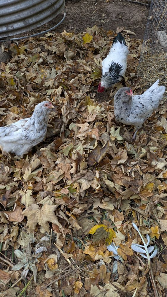 Two chickens and a rooster digging through a pile of autumn leaves.