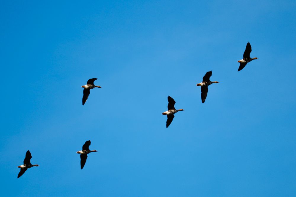 Ein Schwarm von sechs Vögeln fliegt vor einem strahlend blauen und wolkenlosen Himmel. Die Vögel haben dunkle Körper und Flügel mit charakteristischen orangen Schnäbeln und Füßen. Sie fliegen in einer lockeren Formation von links nach rechts, wobei ihre Flügel in verschiedenen Stellungen zu sehen sind.