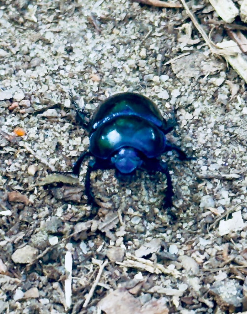 Auf einem sandigen Untergrund krabbelt ein blaugrün schillernder Käfer in Richtung Kamera, fotografiert von schräg oben in Nahaufnahme. 