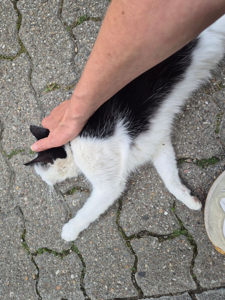 Eine schwarzweiße Katze hat sich aufs Straßenpflaster geworfen und lässt sich genussvoll durchwalken. Ihr Gesicht ist nicht zu sehen, von mir nur Hand und Unterarm. Das Foto ist nicht besonders gut, weil ich es mit der anderen Hand aufgenommen habe. 