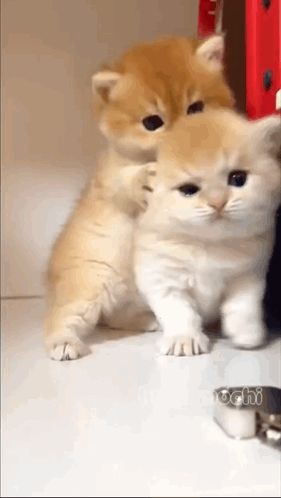 two kittens are sitting next to each other on a white table .