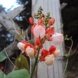 Runner Bean growing on a post with red and white blossoms.  