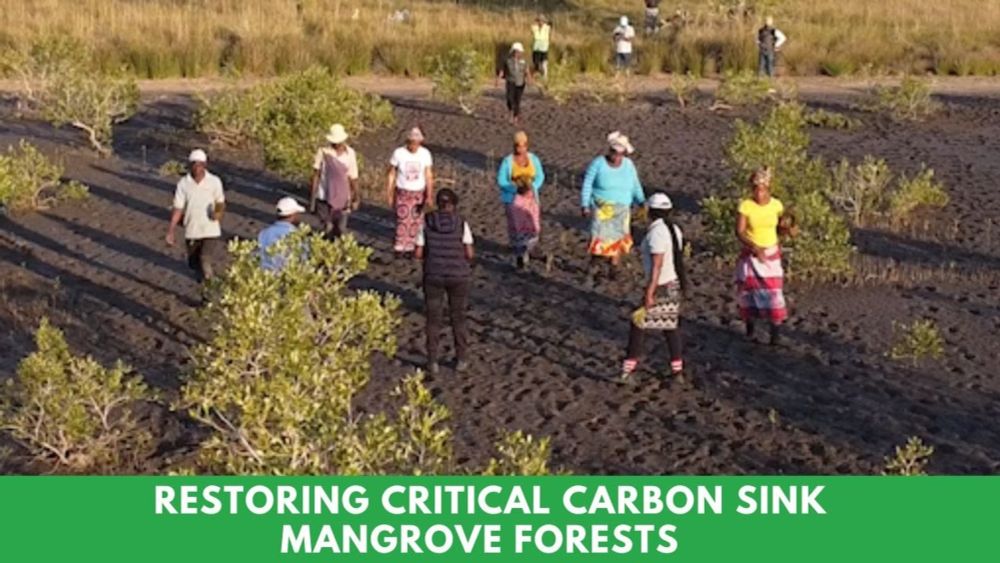 Restoring Critical Carbon Sinks Mangrove Forests