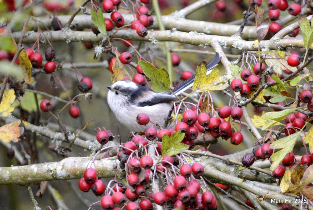 Long-tailed Tit