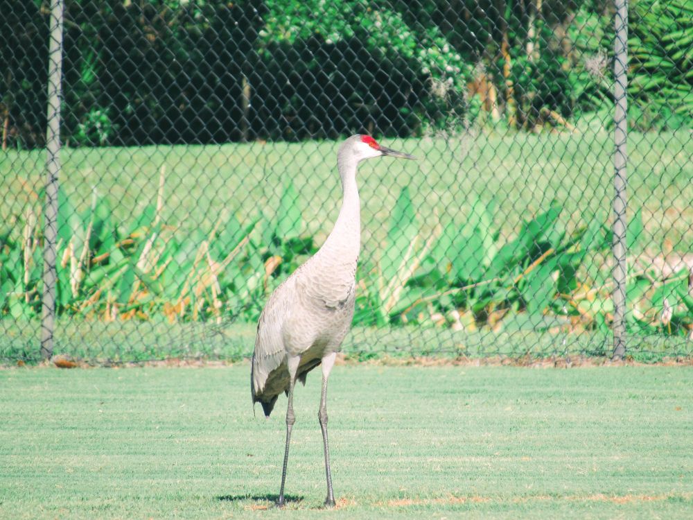 picture of a sandhill crane in a green grassy field with a wire fence behind it