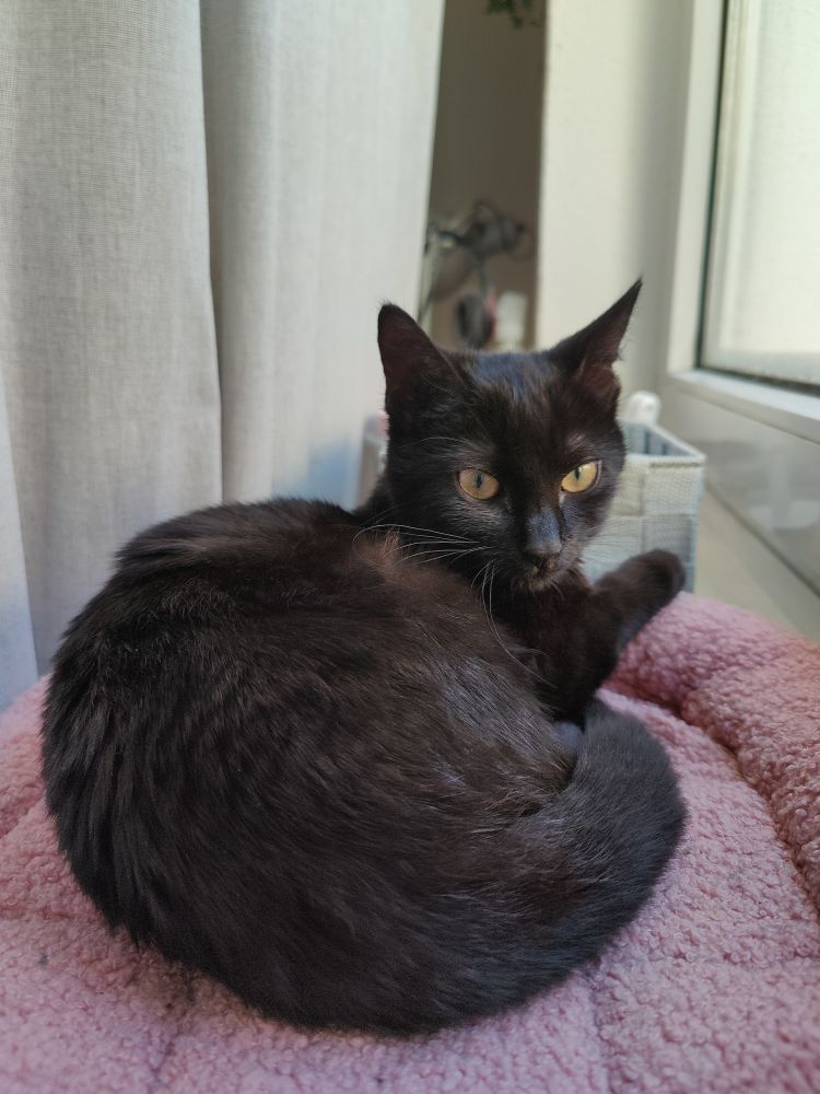 Schwarze Katze mit gelben Augen liegt auf einem Kissen