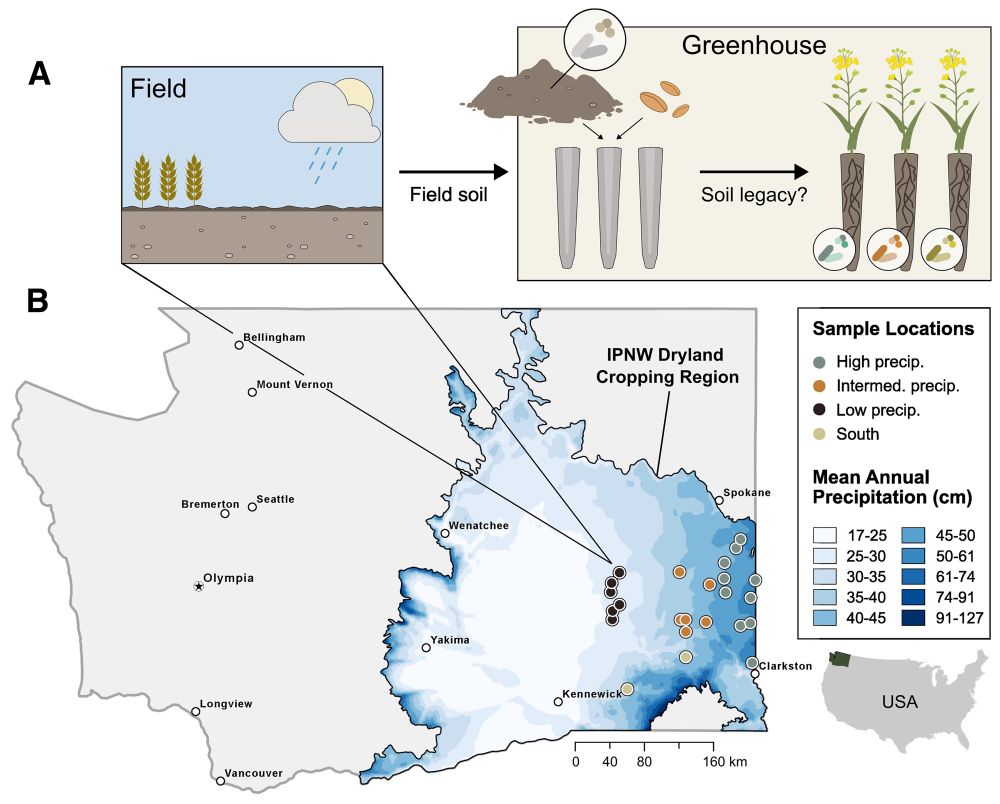 Image showing experimental design with map of Washington state showing increased precipitation from west to east. Soil was collected from field sites along this gradient and transplanted to the greenhouse where Camelina was grown in the soil under controlled conditions and their microbiome identified.