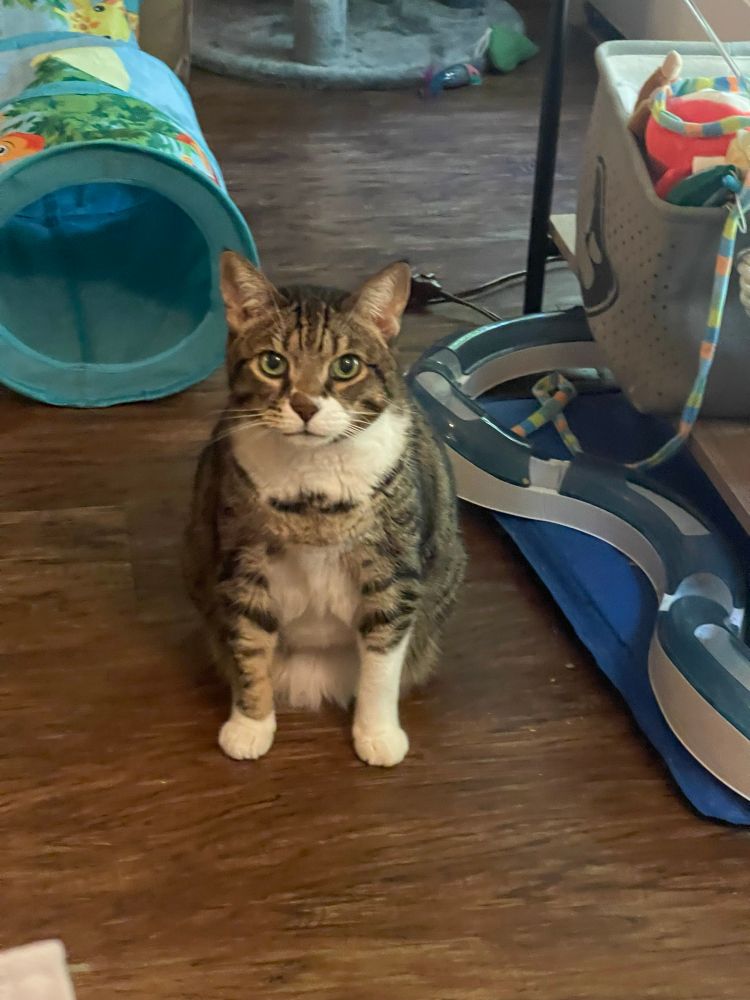 sofia, a brown tabby, seated on the floor and looking at the camera with expectation. 