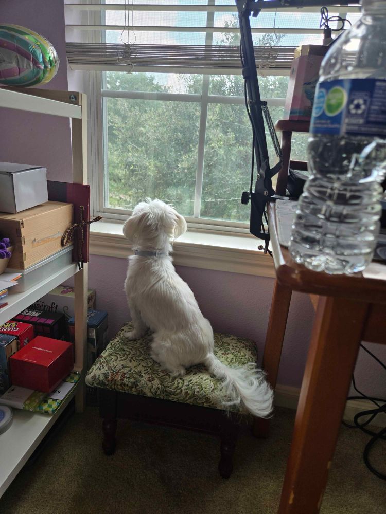 small maltese dog on a little footstool just tall enough for him to peek out the window